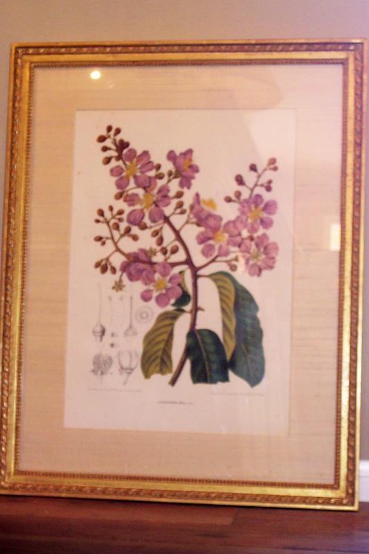 19th C Hand Colored Botanical Print In Gilt Frame For Sale Antiques